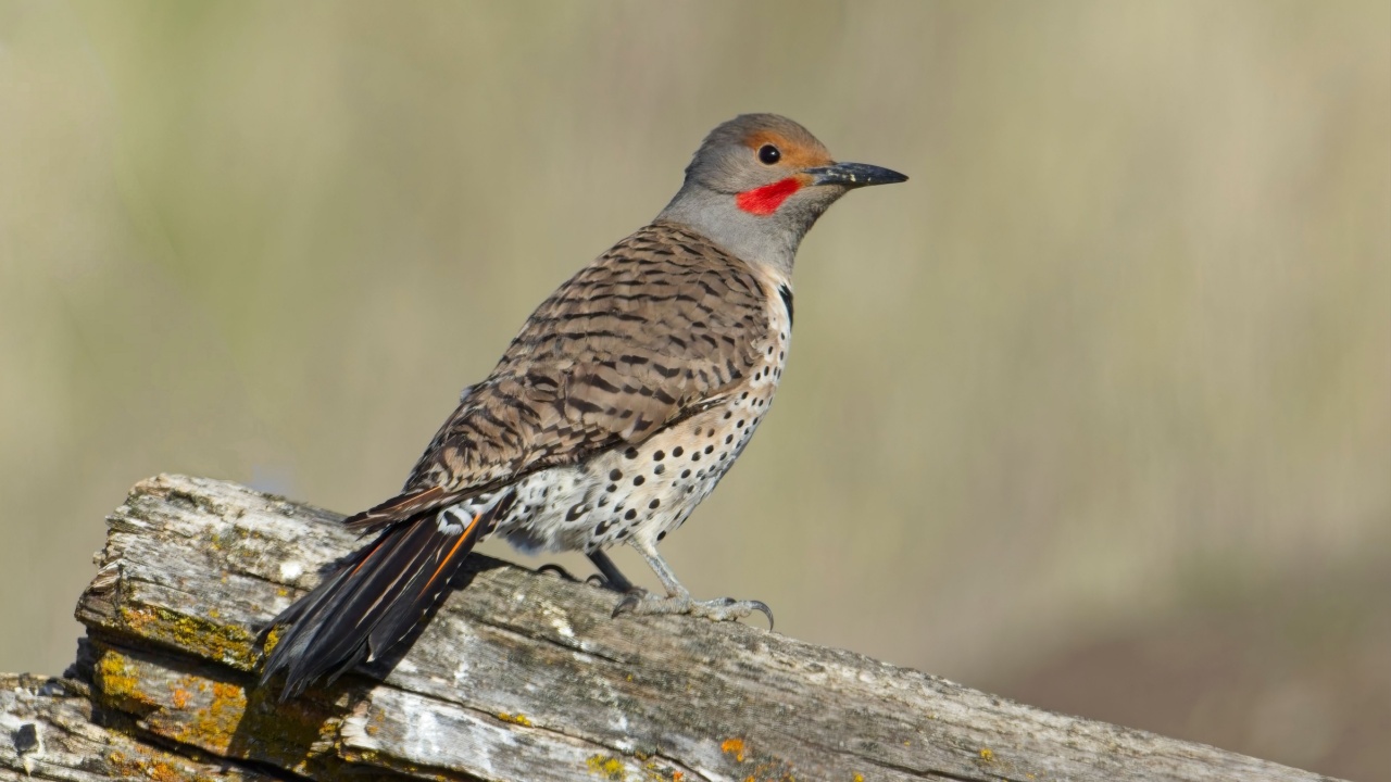 A male northern flicker is perched on an old fallen log near Liberty Lake, Washington.