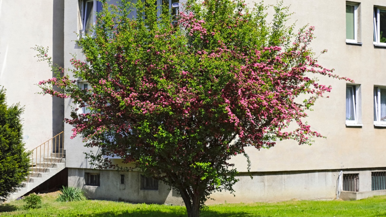 The hawthorn tree with green leaves and small pink flowers is seen against a fragment of an apartment block in the Goclaw district of Warsaw, Poland.