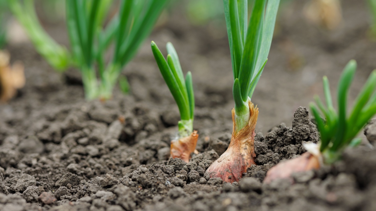 Young onion bulbs sprouting from fertile soil in a garden bed, showcasing organic vegetable farming growth.