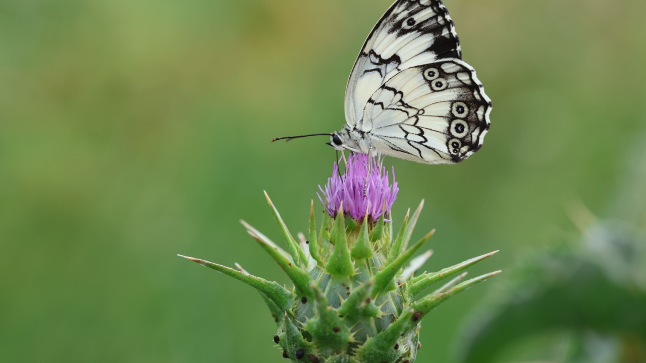 Melanargia titea (Mediterranean Marbled White) butterfly on a wild flower