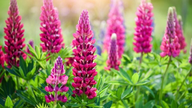 Lupinus, lupine field with pink, purple and blue flowers. Flower background.