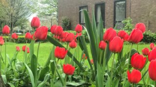 Tulips, spring, red tulips, Ireland