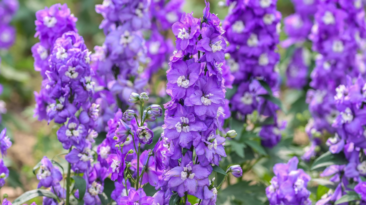 Delphinium elatum is a species of flowering plant in the buttercup family Ranunculaceae, known by the common names alpine delphinium, bee larkspur, or candle larkspur.