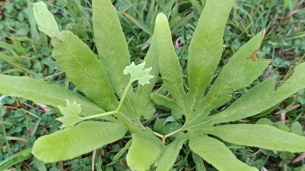 The image shows a Japanese climbing fern Lygodium japonicum, a vine like fern known for its long, twining fronds that can reach up to 90 feet in length. It is native to Asia and tropical Australia.