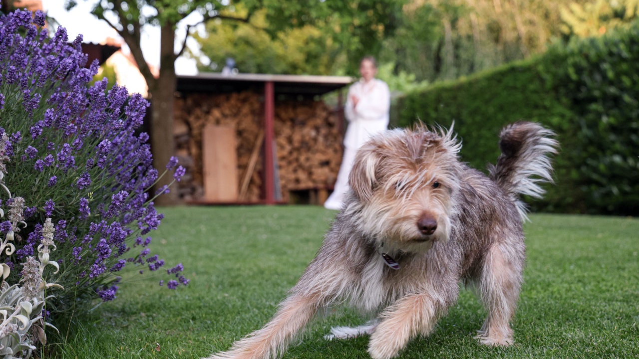 Playful dog is running through a lush green garden filled with vibrant lavender flowers, capturing the essence of joy and outdoor companionship