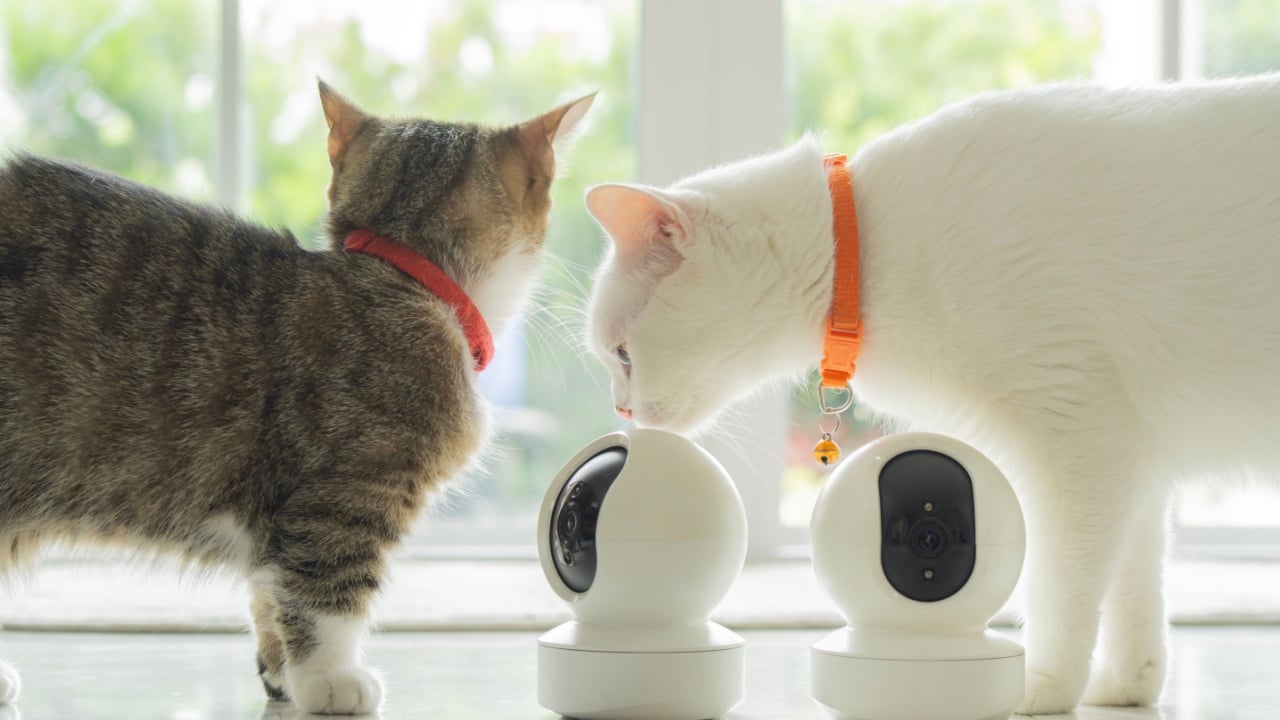 Side view of security cameras seting on floor in a house with a cats standing nearby large glass door. Pet surveillance concept.