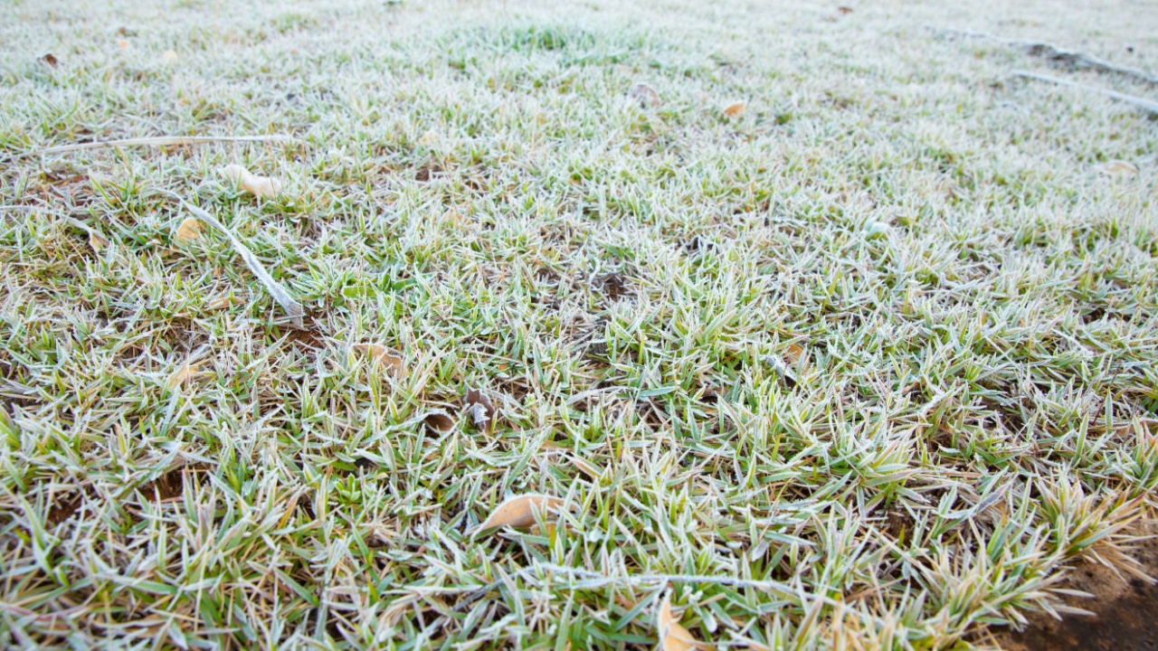 Freezing photos of a very cold day. Grass, lawn covered with frost, ice. Winter