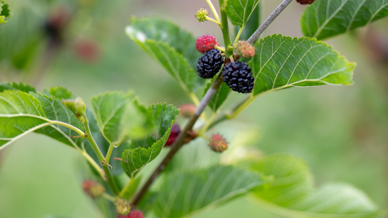 Close up of Ever-bearing Red Mulberry Shrub with Red and Black Berries