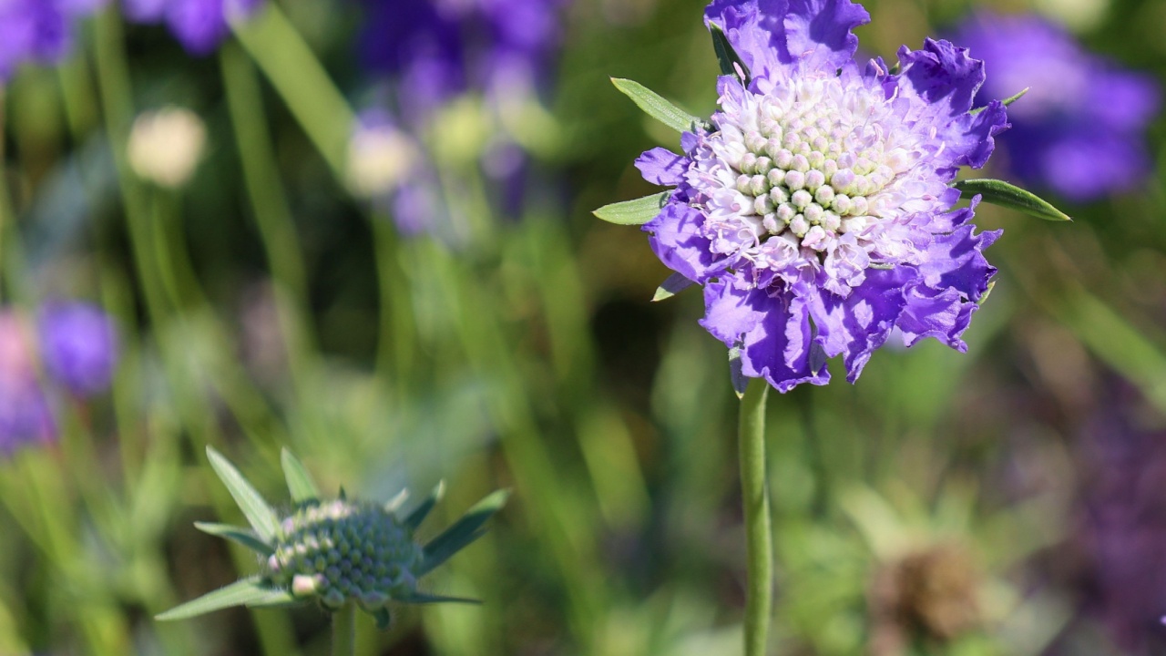 Lomelosia caucasica, the Caucasian pincushion flower, pincushion-flower or Caucasian scabious, is a species of flowering plant in the family Caprifoliaceae, native to the Caucasus