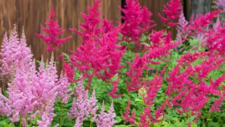 Flowerbed with blooming pink and red Astilbe Japonica flowers against dark brown fence