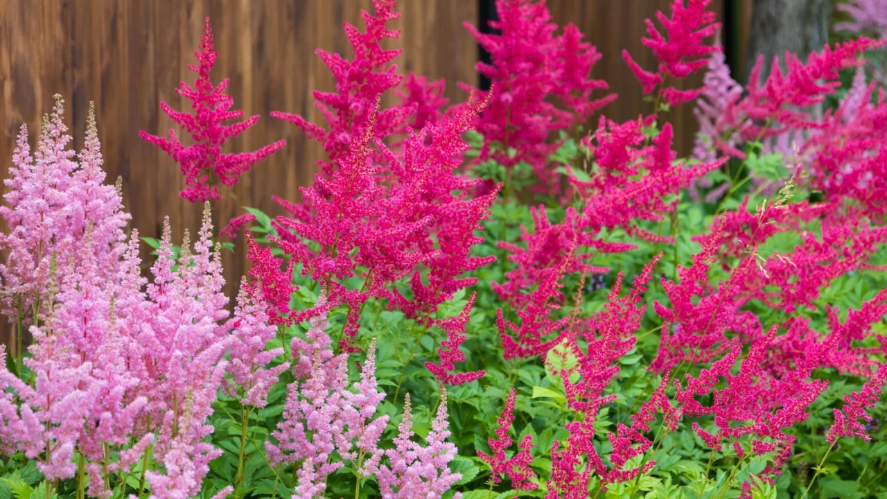 Flowerbed with blooming pink and red Astilbe Japonica flowers against dark brown fence