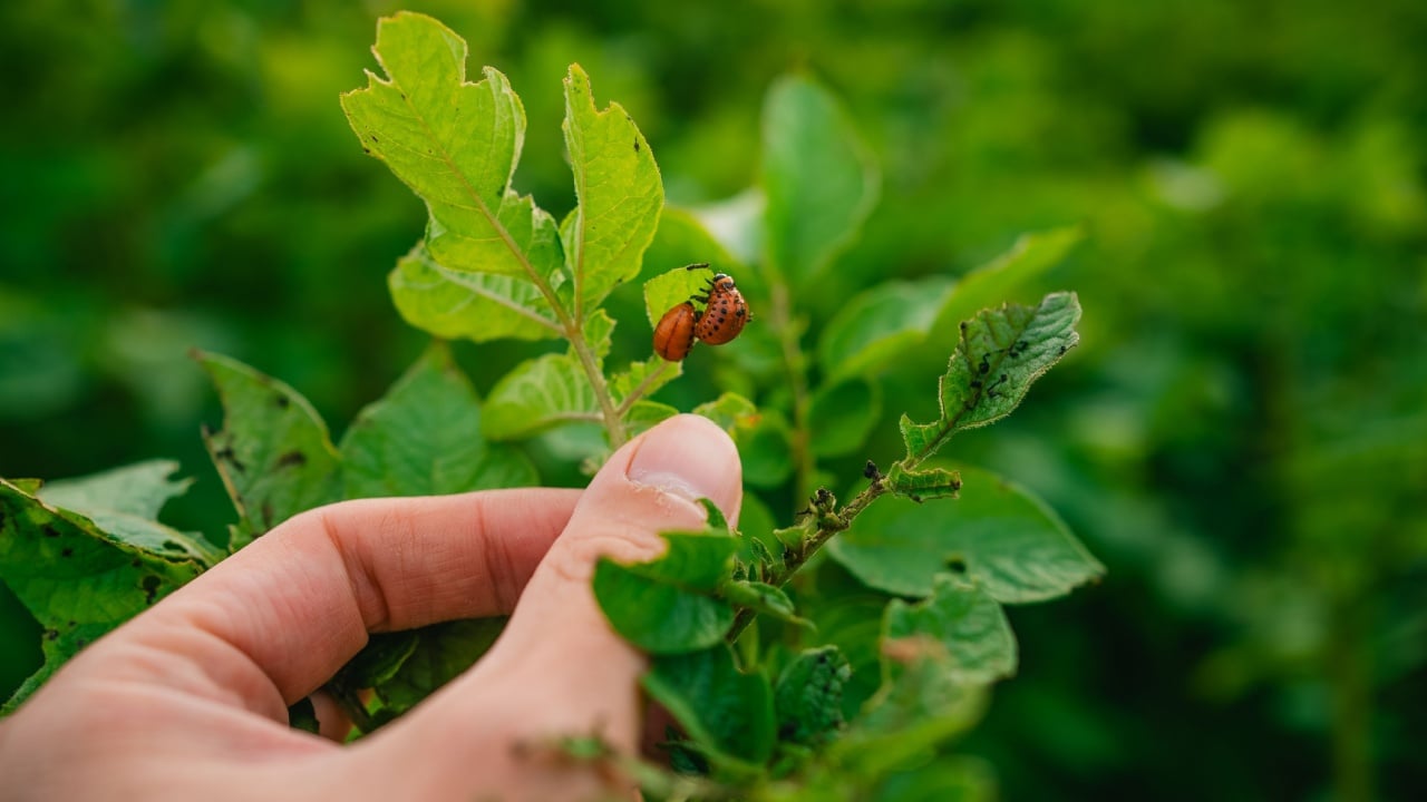 Farmer inspecting potato leaves infested by colorado potato beetles, highlighting the pest's impact on agriculture and the need for pest control measures