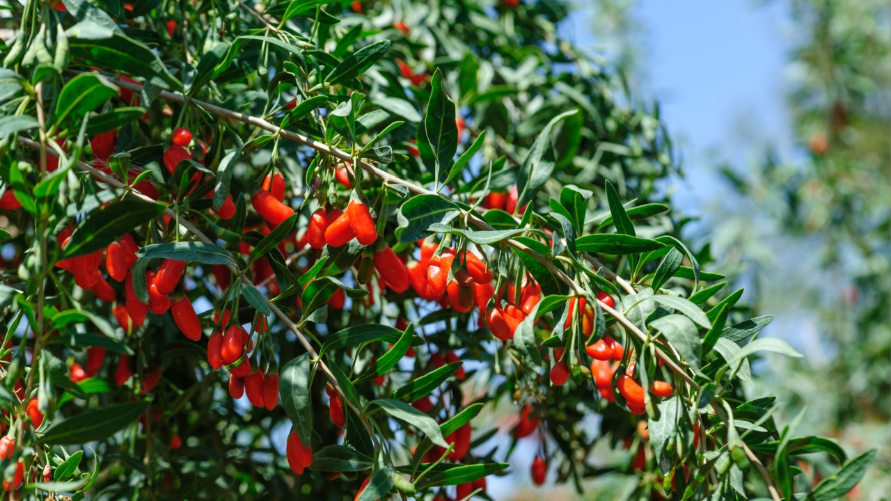 Goji berry fruits and plants in sunshine field