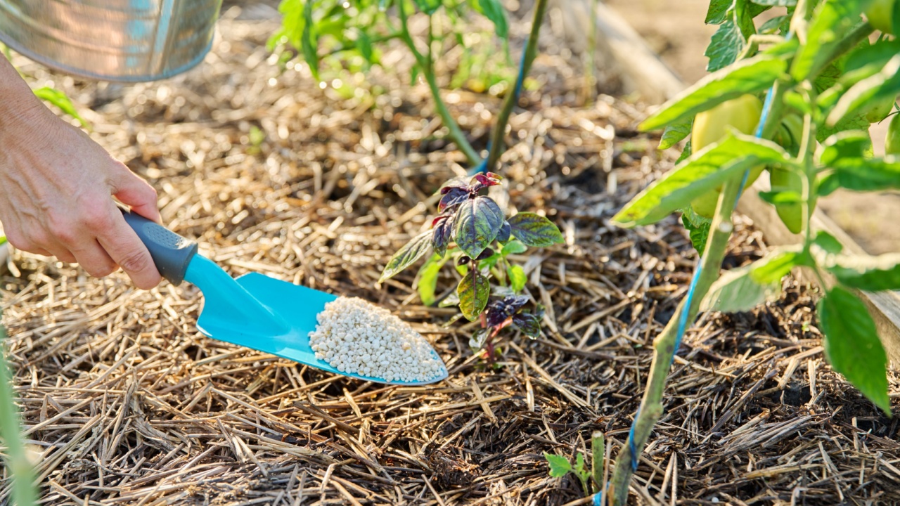 Close up of granulated fertilizers in hands, fertilizing basil tomato plants