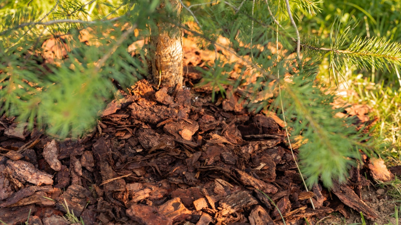 mulching coniferous trees when removing bark