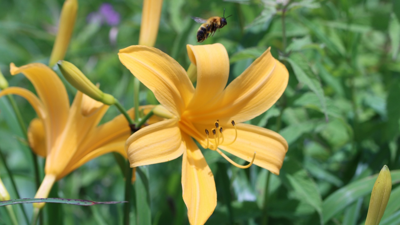 Broad dwarf day lily in full bloom at Kurumayama Plateau in summer