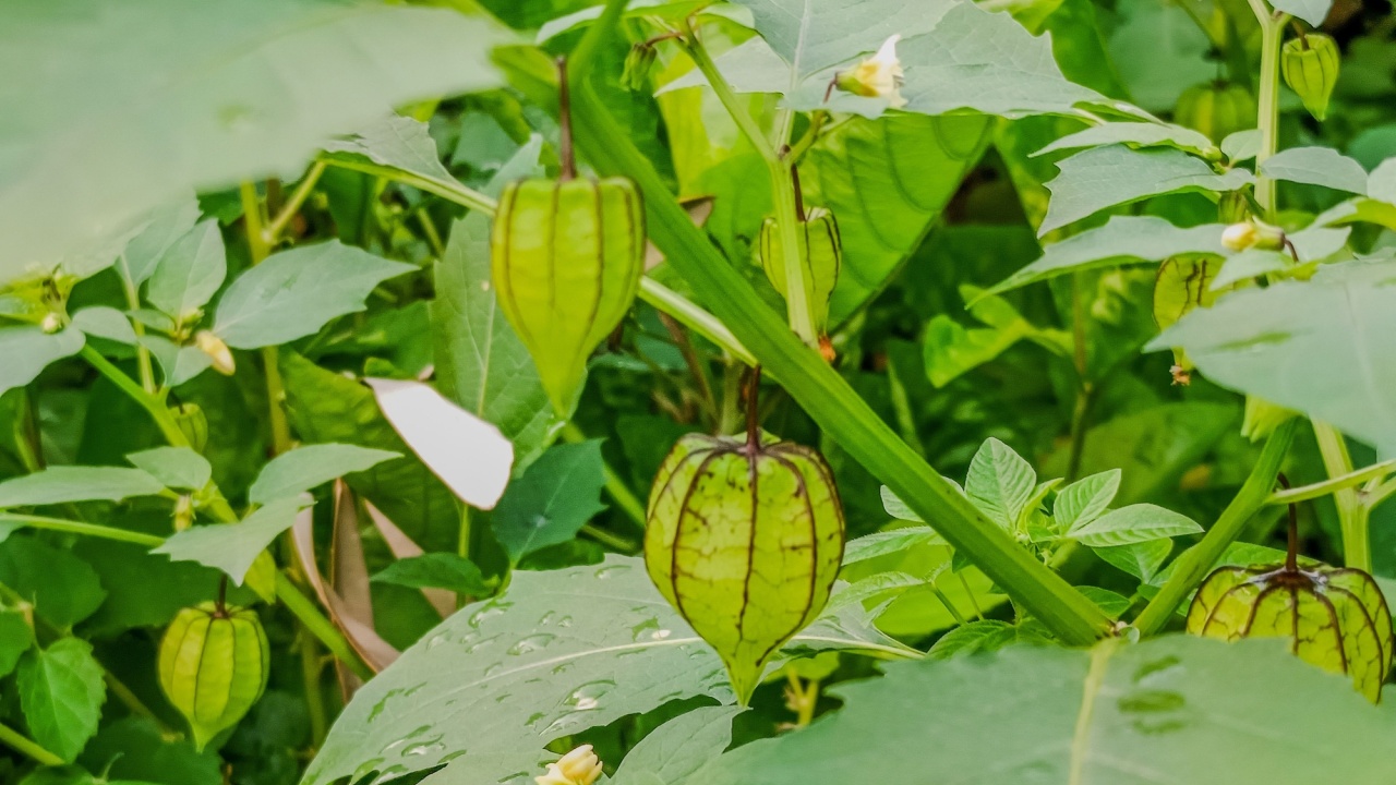 Cape gooseberry plant (Physalis angulata) with green fruit that is still wrapped in a thin calyx