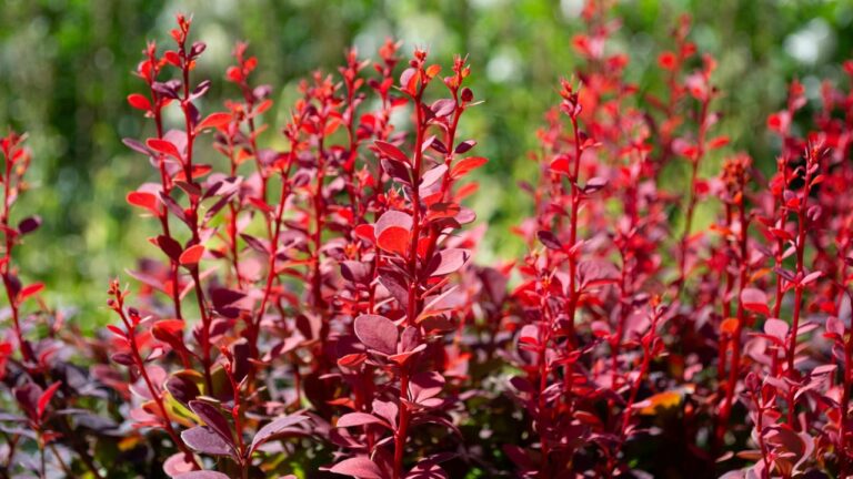 Berberis thunbergii shrub blooms with yellow flowers in spring. Close-up. Japanese barberry, Thunberg's barberry, or red barberry, is a species of flowering plant in the barberry family Berberidaceae.