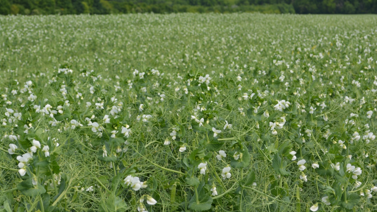 The field pea is a type of pea sometimes called Pisum sativum subsp. arvense (L.) Asch. Field peas are now grown in many countries for both human consumption and stockfeed. 