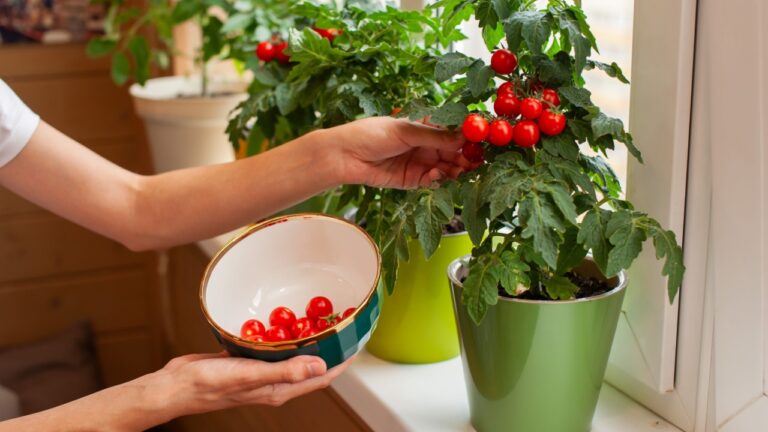 A person carefully picks ripe cherry tomatoes from green potted plants on a windowsill, enjoying a sunny afternoon at home. The bowl is ready to collect the fresh harvest.