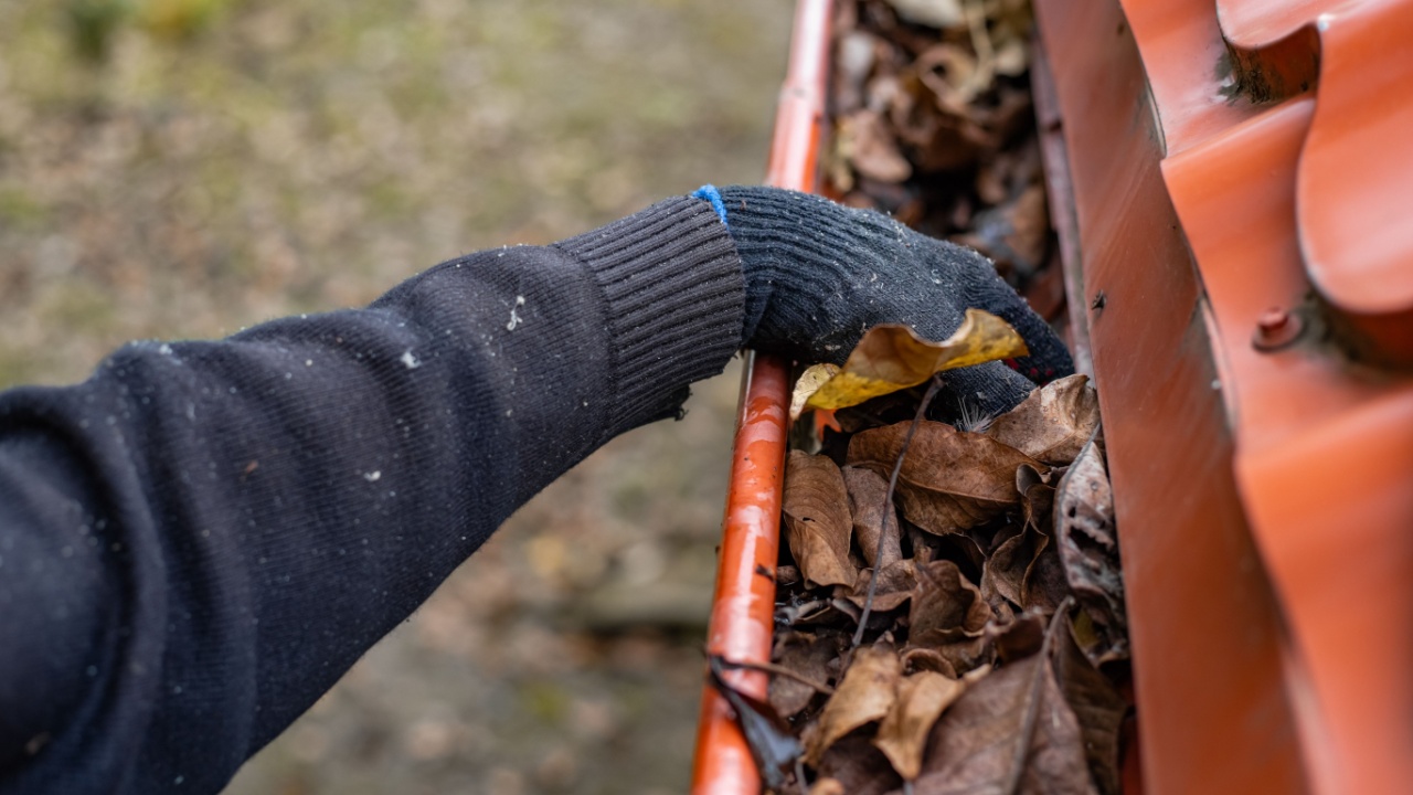A man wearing gloves removes fallen leaves and debris from a gutter under a red metal tile roof.