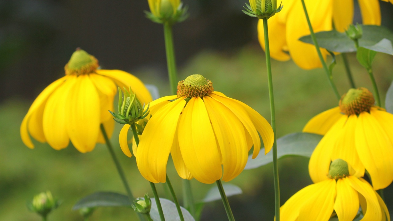 A close up of the beautiful yellow flowers of Rudbeckia laciniata 'Herbstsonne'.