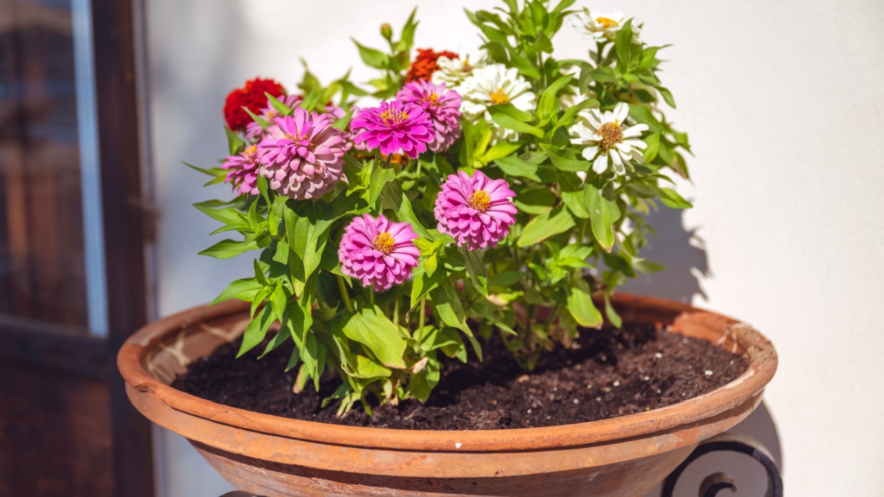 Zinnias flowers in a pot 