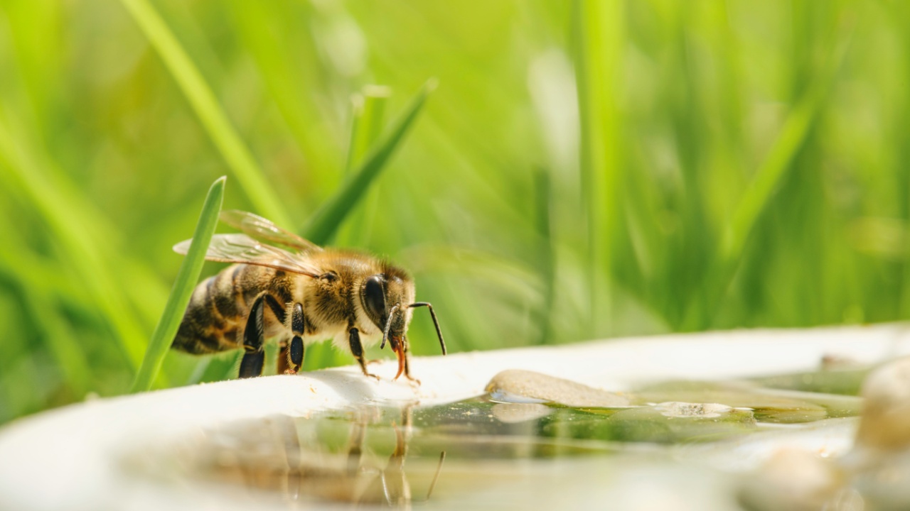 A honeybee delicately drinks from a shallow dish of water on a hot summer day. Tall grass surrounds the dish, creating a peaceful, green backdrop in the garden