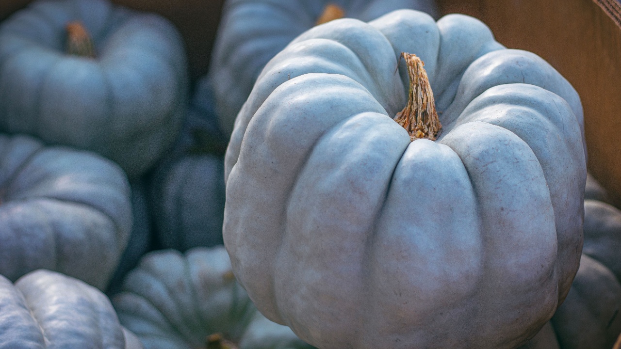 A collection of unusually shaped blue pumpkins stacked together in a cardboard box