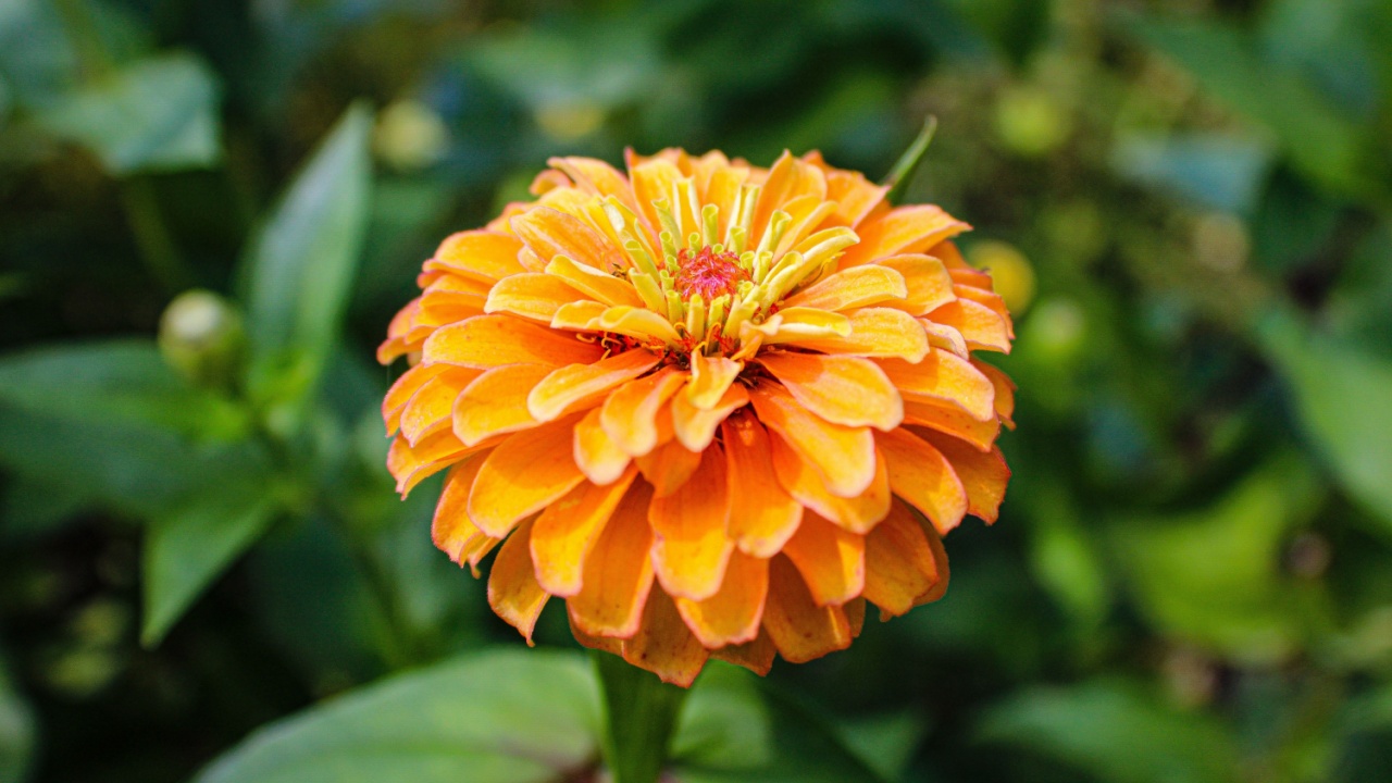Dahlia flowered zinnia flower growing outdoors in nature