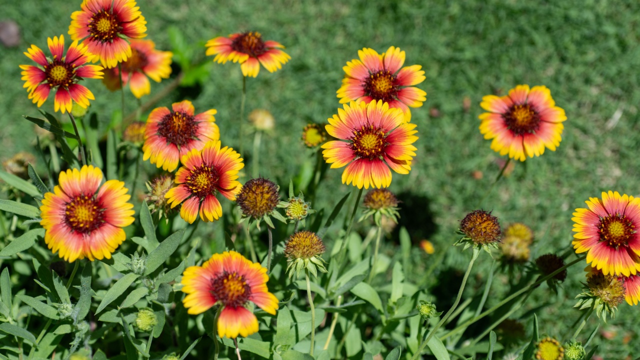 Gaillardia aristata is a North American species of flowering plant in the sunflower family. It is known by the common names common blanketflower and common gaillardia