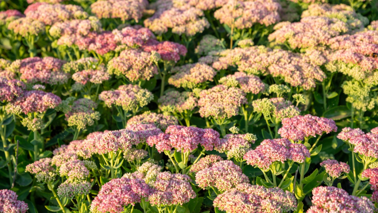 Sedum Herbstfreude or Hylotelephium or Stonecrop Autumn Joy flowers. a field of sedum in the rays of the setting sun