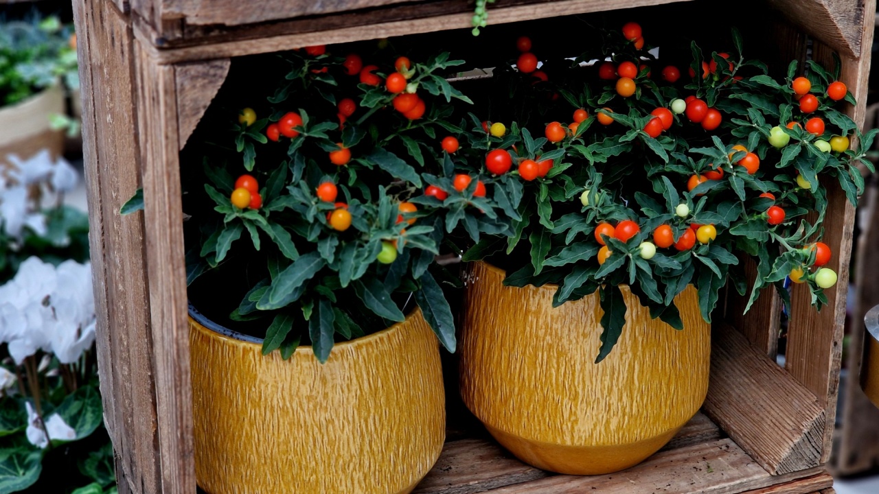 Ornamental chili peppers, which are suitable for container growing, but also as decorations for autumn boxes