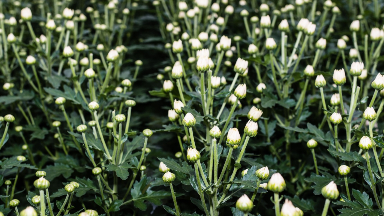 Closeup of the white buds of Chrysanthemum plants in a Dutch cut flower nursery.