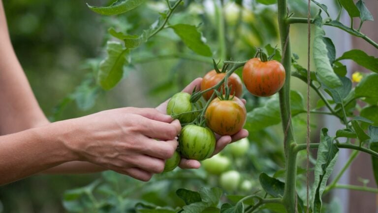 Tomato harvest - ripe red tomatoes picking by hand in a small greenhouse - kitchen garden. Growing your own food at home.