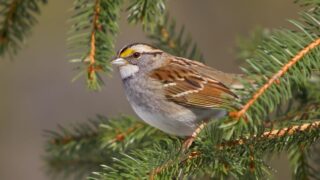 White-throated Sparrow (Zonotrichia albicollis) in a pine tree. York County, Pennsylvania