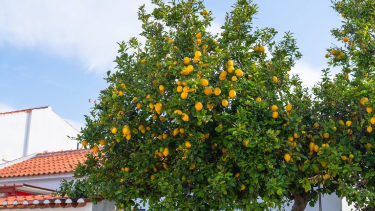 Mature lemon tree loaded with yellow fruit stands next to a house with terracotta roof under blue sky.