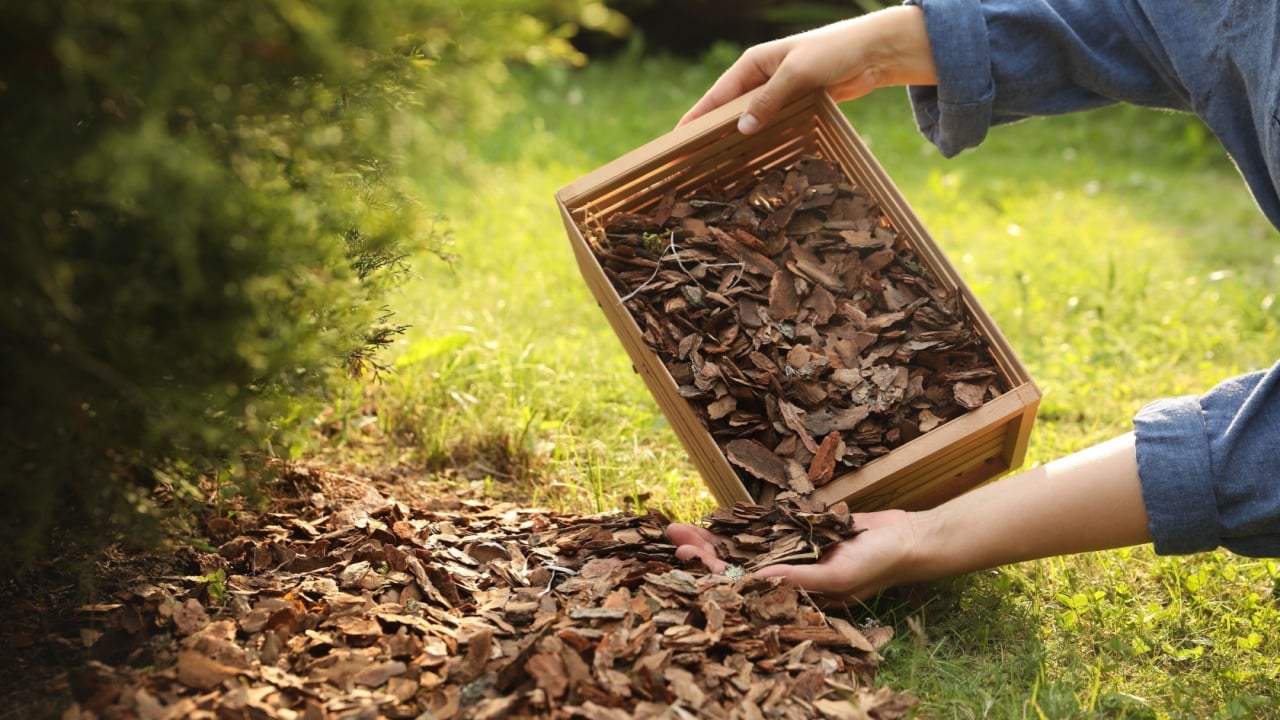 Woman mulching soil with bark chips in garden, closeup