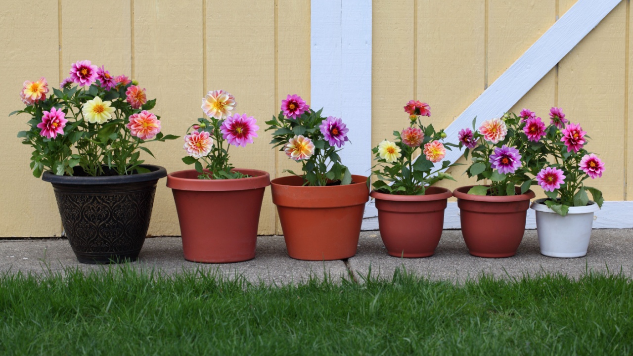 Dahlia flower planter row for natural background