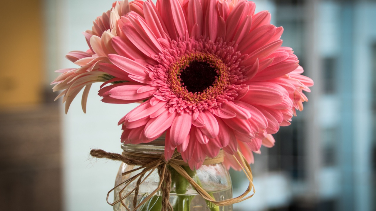 Pink Daisy Flower in Mason Jar