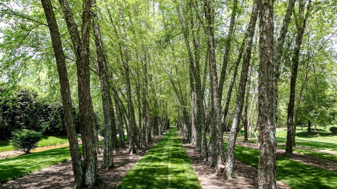Lines of River Birch Trees and Green Lush Grass