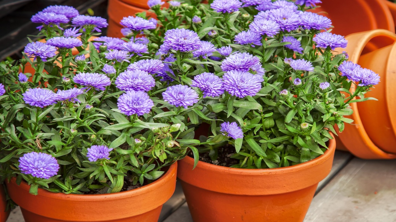 Image of clay flower pots with purple asters. 