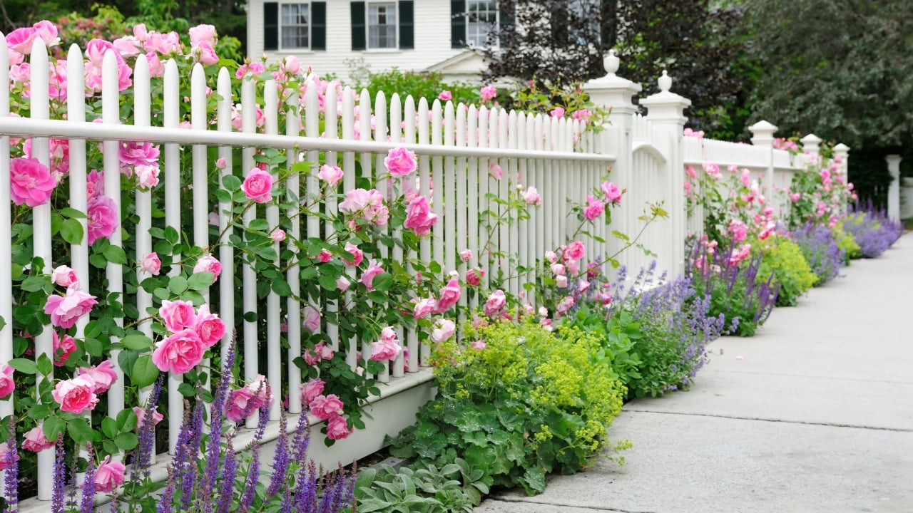 Garden fence and gate with pink roses, salvia, catmint, lady's mantle bordering house entrance