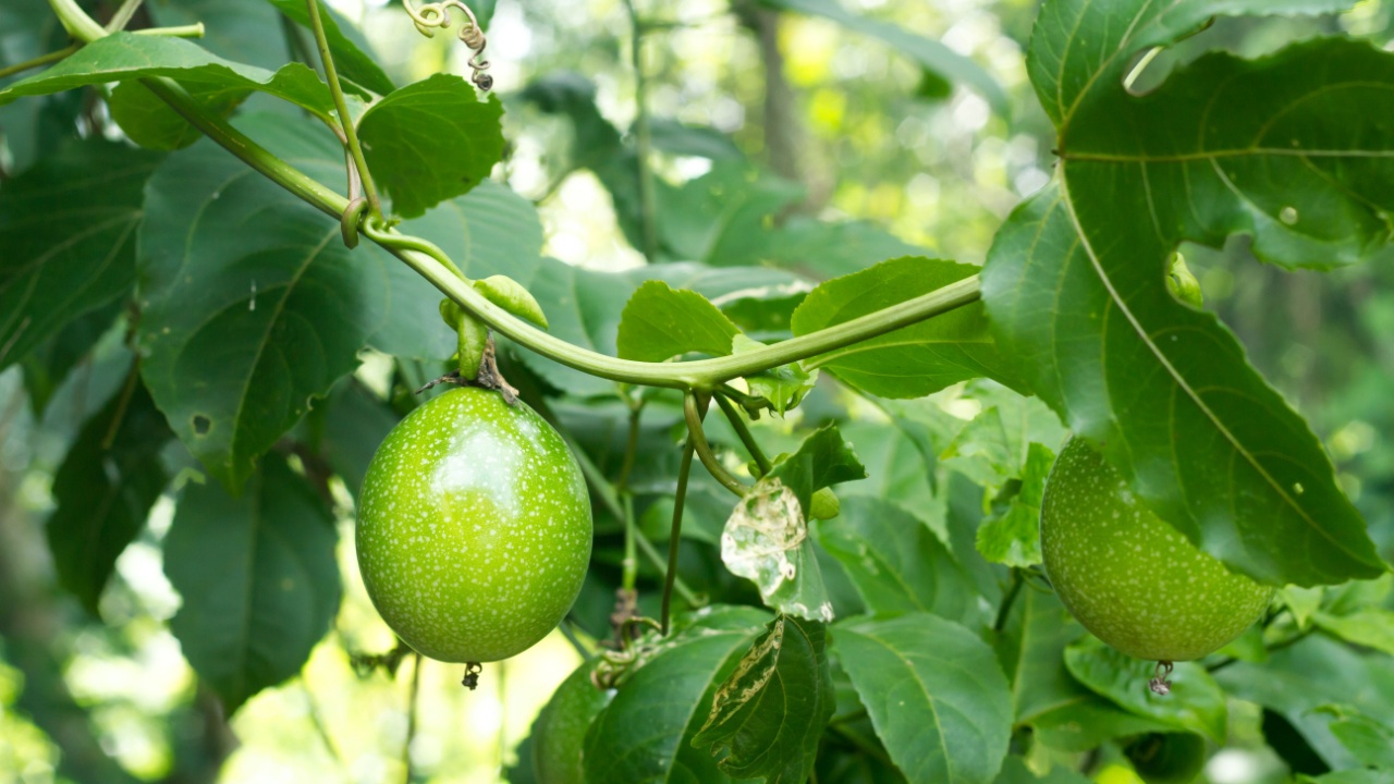 Close up of passion fruit on the vine.