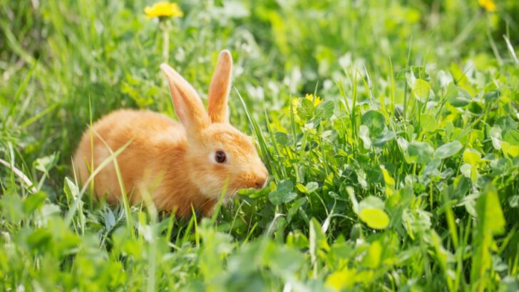 16 Flowers Rabbits Love to Nibble in Your Yard