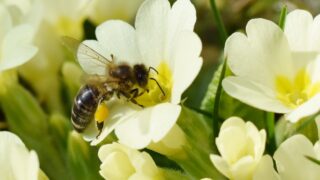 bee collecting honey on primula
