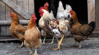 Group of chickens going out from coop