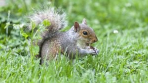 Cute squirrel in the park eating