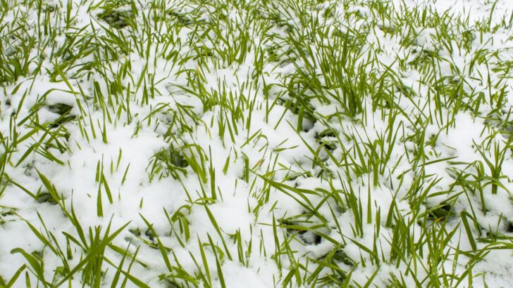 16 Best Winter Cover Crops to Boost Your Soil&rsquo;s Vitality