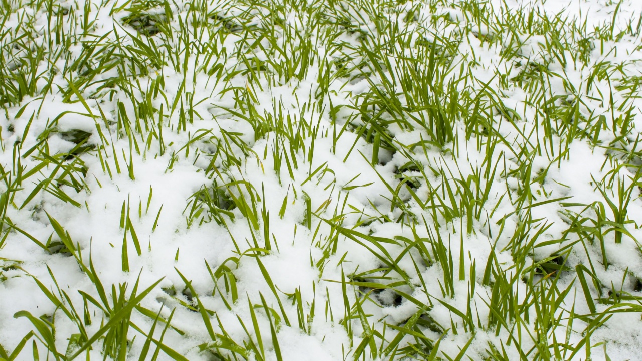 Seedlings of winter rye in the snow